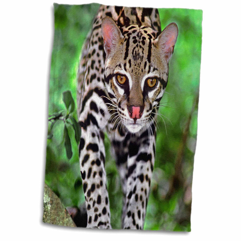 Symple Stuff Desrochers Florida Ocelot Wildlife On Log At Big Cat
