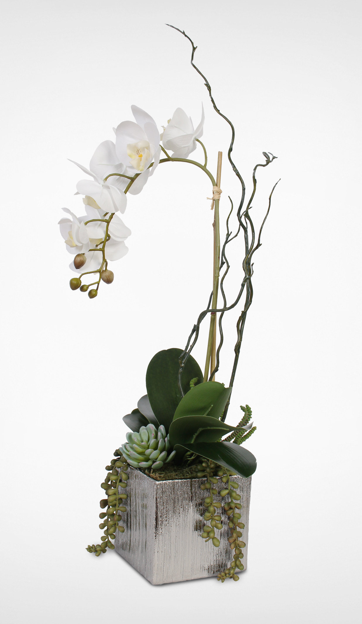 Mercer41 Orchid With Succulents Floral Arrangements And Centerpieces In Pot Wayfair