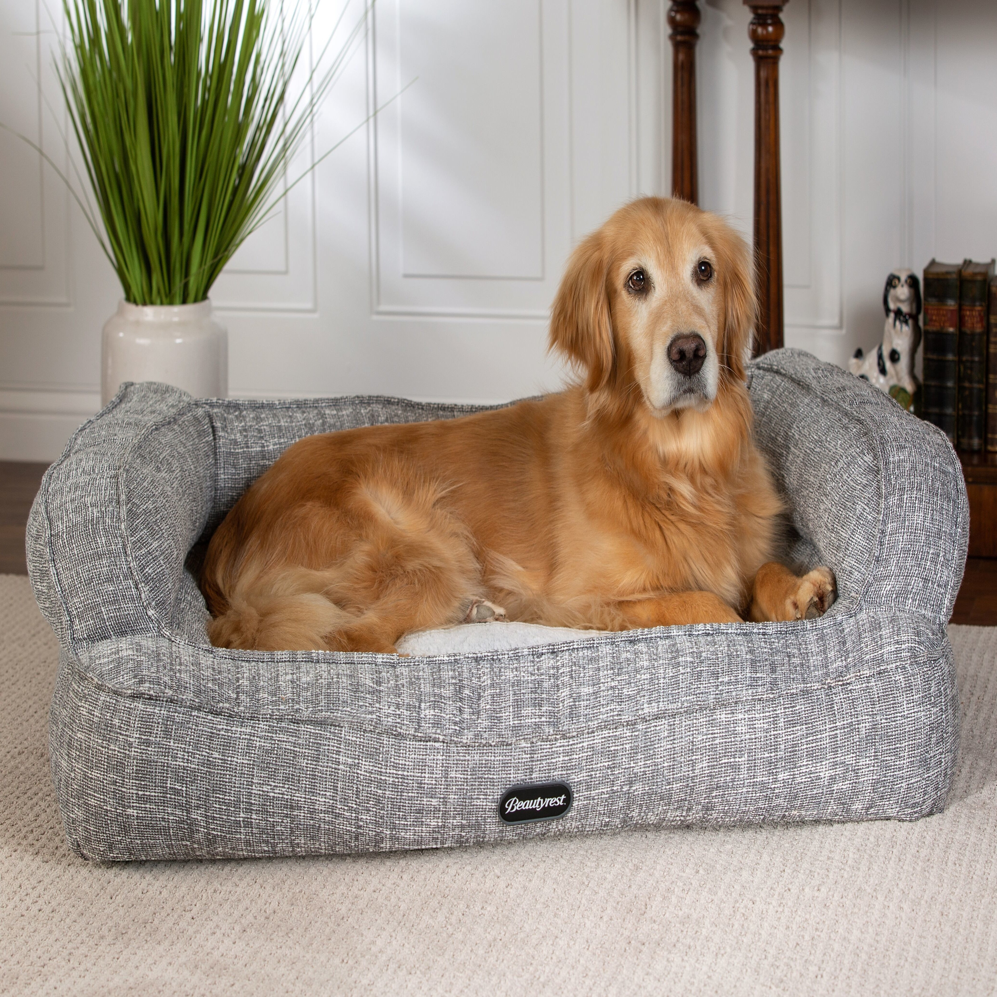 laburnum poisonous to dogs