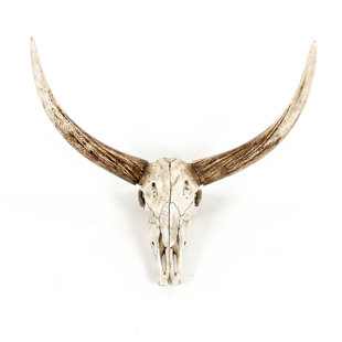 Steer Skull Wall Decor Wayfair Bull Skull Wall Décor