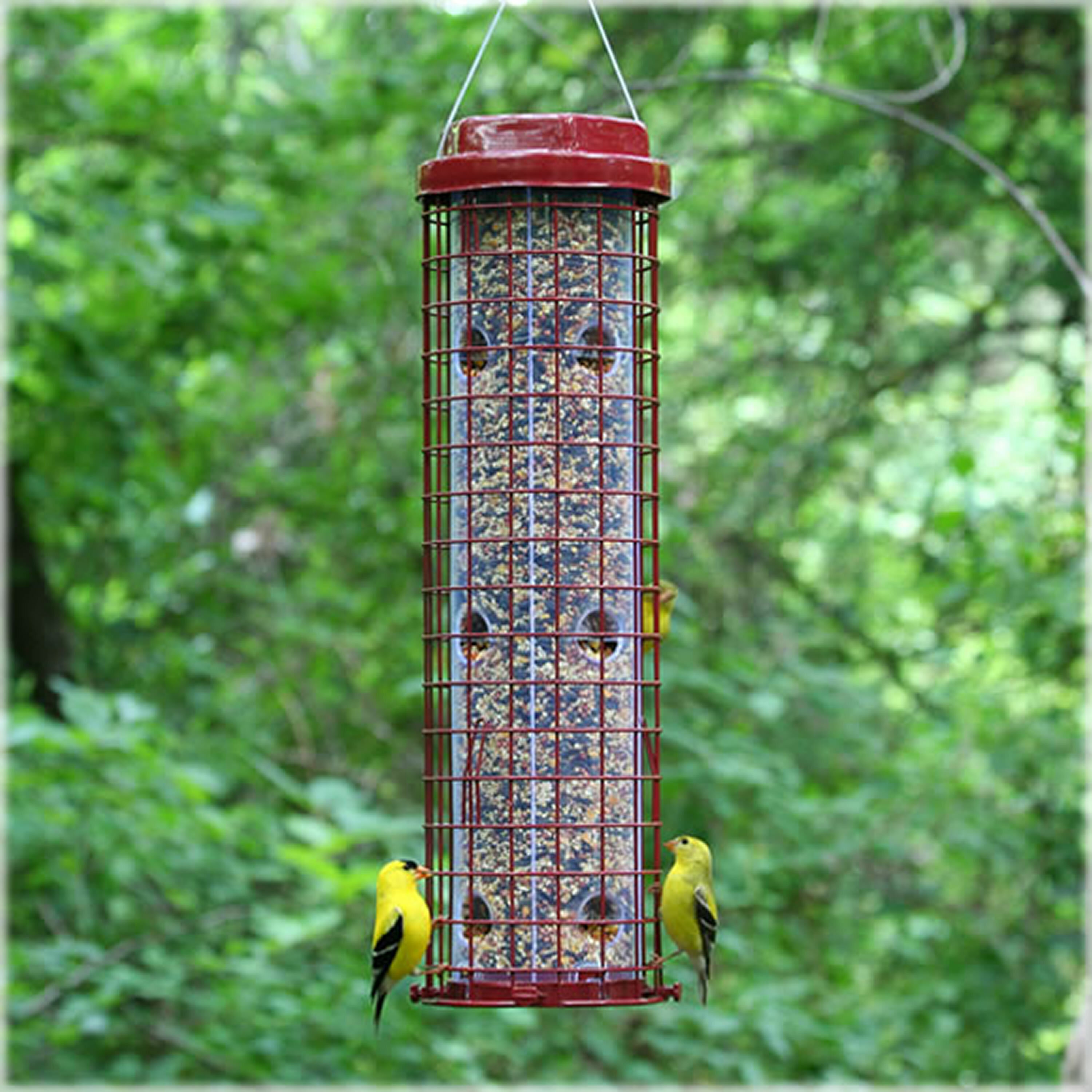 Perky Pet Easy Caged Tube Bird Feeder Reviews Wayfair