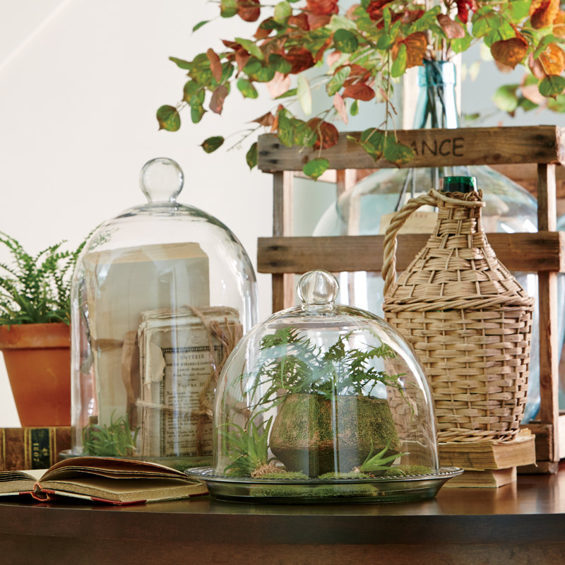 Birch Lane™ Glass Bell Jar Terrarium & Reviews Wayfair