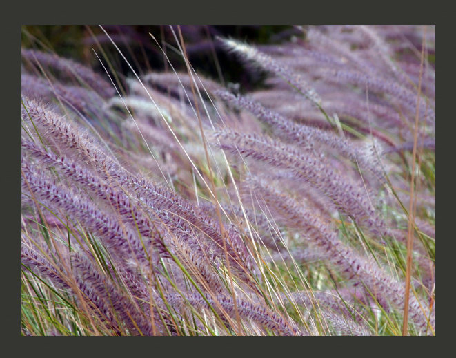 East Urban Home Tall Grass in Purple 3.09m x 400cm Wallpaper | Wayfair.co.uk