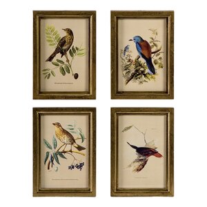 Avian Framed Prints (Set of 4)