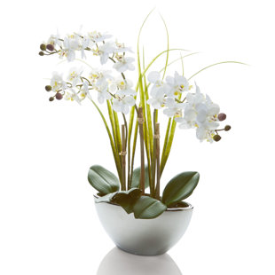Artificial Plants & Trees You\'ll Love | Buy Online | Wayfair.co.uk Artificial Plants & Trees You\'ll Love | Buy Online | Wayfair.co.uk