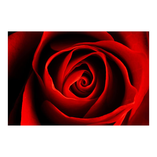 Lovely Rose 2.25m x 3.36m Textured Matt Peel & Stick Wall Mural East Urban Home