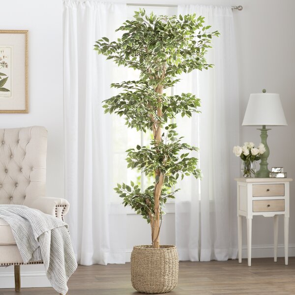 Variegated Ficus Tree in Pot by Darby Home Co