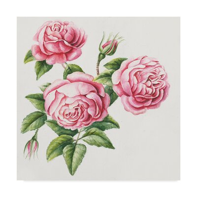 'Roses' Graphic Art Print on Wrapped Canvas August Grove® Size: 14