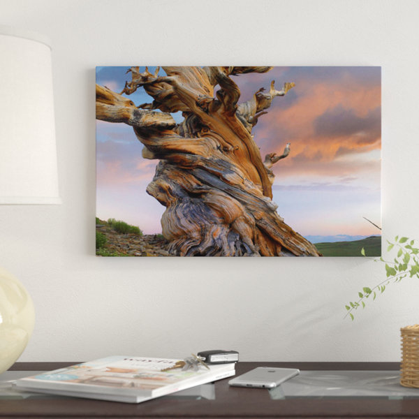 East Urban Home Foxtail Pine Tree Sierra Nevada California Iii Graphic Art Print On Canvas Wayfair