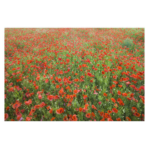 Poppy Field 3.2m x 4.8m Textured Matte Peel & Stick Wall Mural East Urban Home