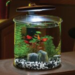 2.5 Gallon Double Bowl Glass Aquarium Kit