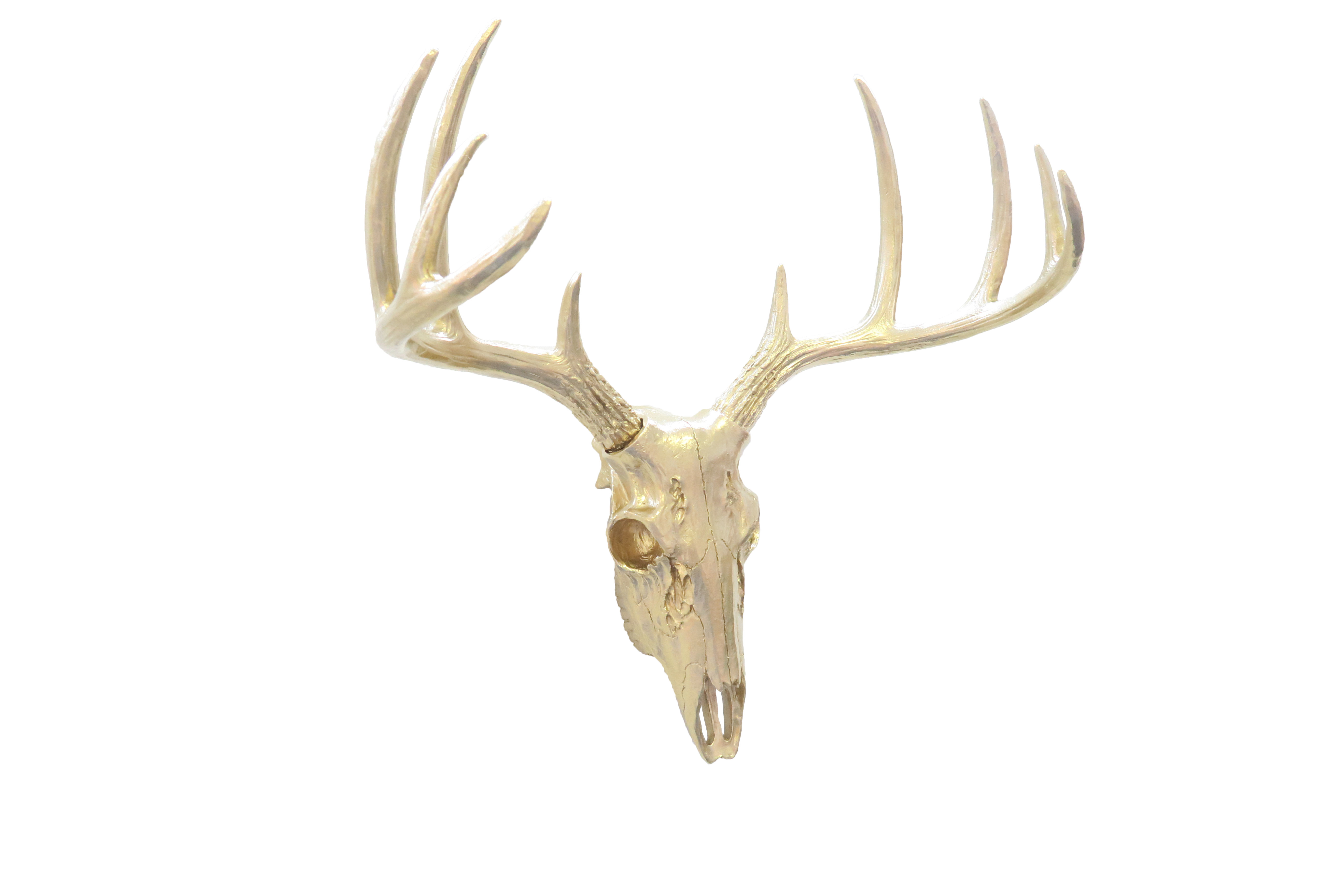 Union Rustic Faux Taxidermy Mini Buck Skull Wall Decor Wayfair