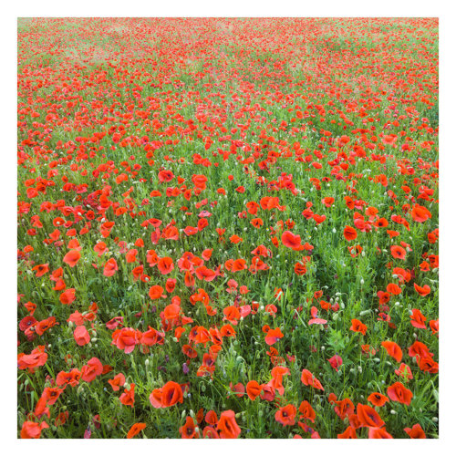 Poppy Field 2.88m x 2.88m Embossed Matte Peel & Stick Wall Mural East Urban Home