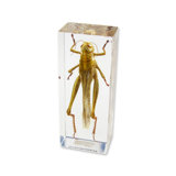 Grasshopper Wayfair