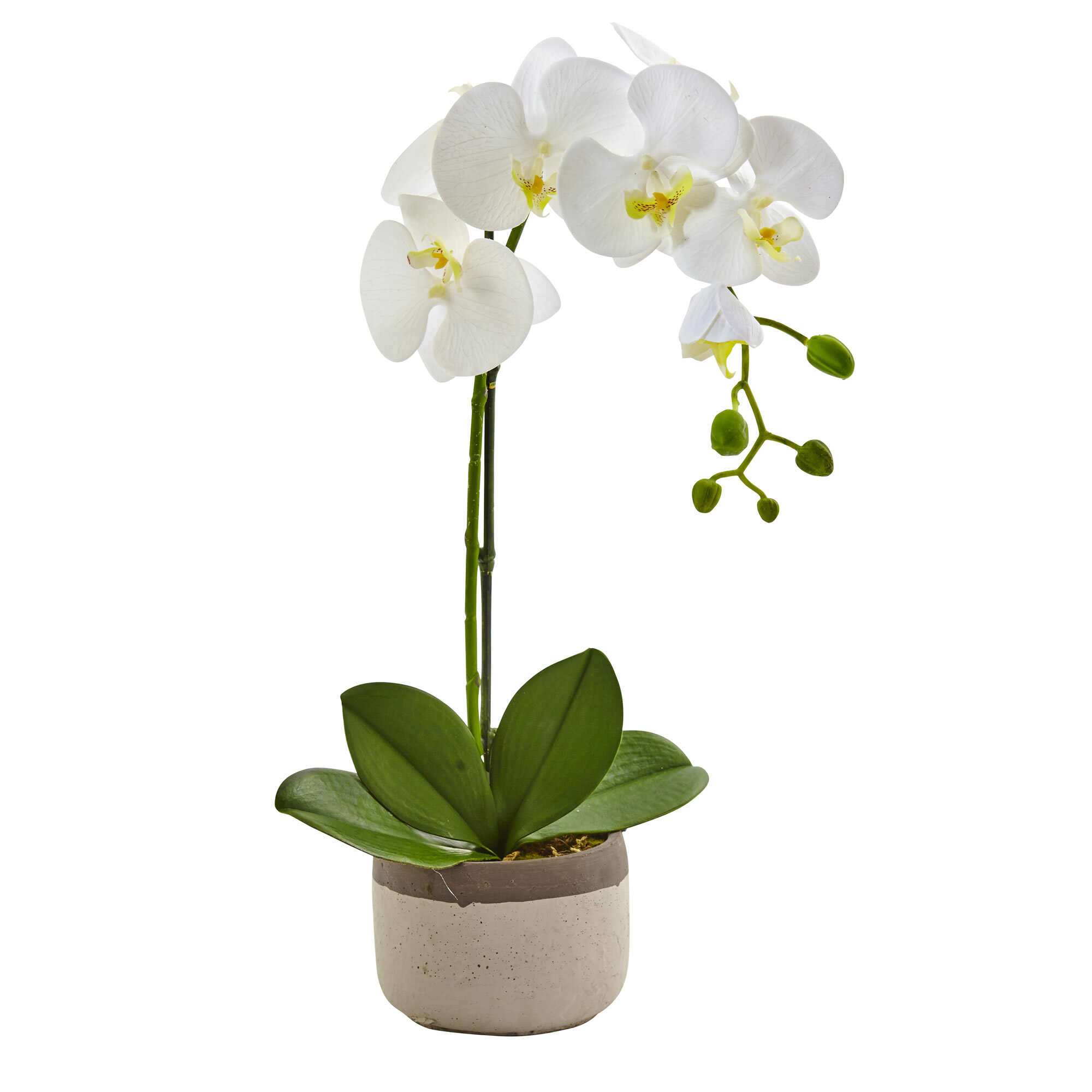 Nearly Natural Phalaenopsis Orchid  Floral Arrangements in 