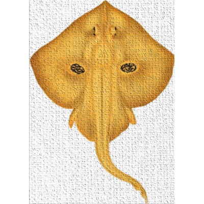 Fish Yellow Area Rug East Urban Home Rug Size: Rectangle 4' x 6'