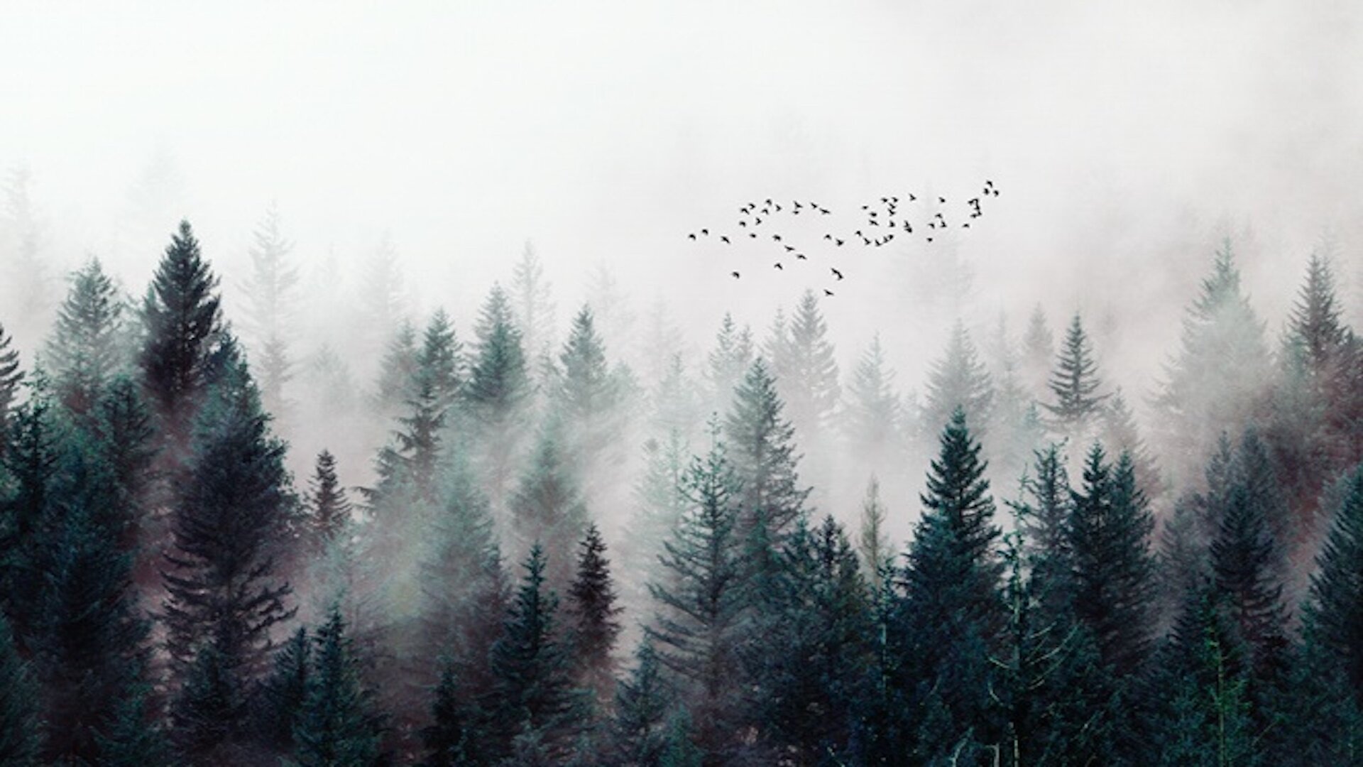 carnkirk-peel-and-stick-misty-forest-nature-mountain-wallpaper.jpg