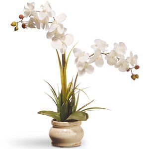Spring Orchid Flowers in Pot