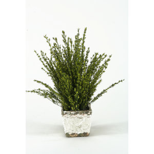 Preserved Basil Grabia in Stoneware Planter