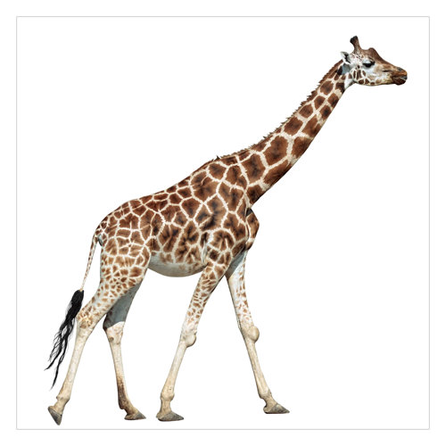 Running Giraffe 1.92m x 1.92m Textured Matte Peel & Stick Wall Mural East Urban Home