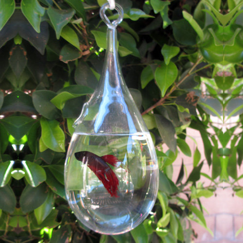 Modern Home Hanging Glass Aquarium Tank by Vandue Corporation