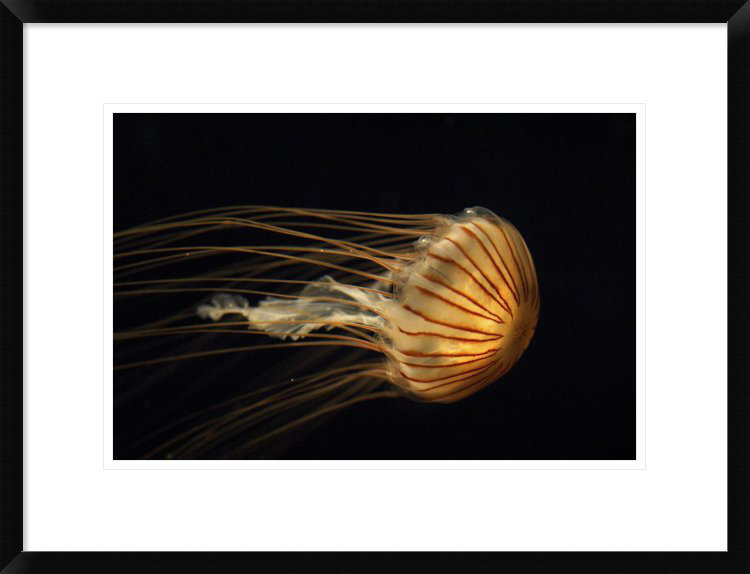 Global Gallery Northern Sea Nettle Jellyfish Northern Pacific Ocean By Hiroya Minakuchi Framed Photographic Print Wayfair