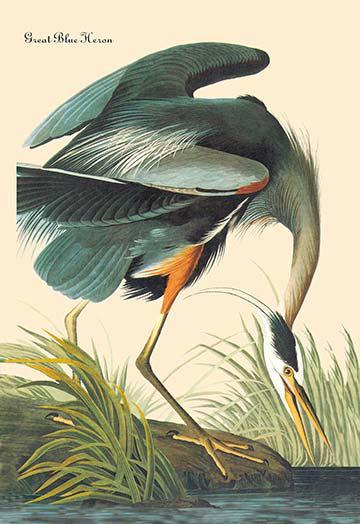 Buyenlarge Great Blue Heron By John James Audubon Painting Print