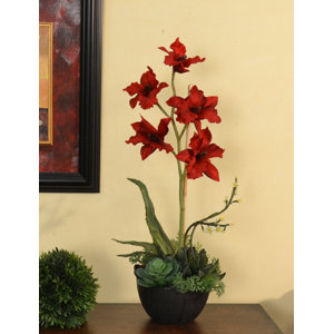 Succulents Red Orchid Floral Arrangement in Vase