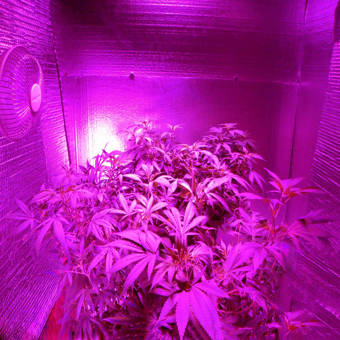 Spigo Indoor Led Grow Light Reviews Wayfair