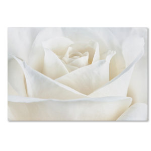 Pure White Rose by Cora Niele Photographic Print on Wrapped Canvas