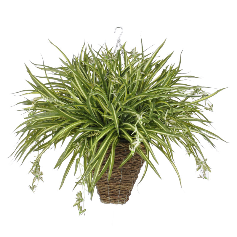 House of Silk Flowers Artificial Spider Hanging Plant in Square Basket