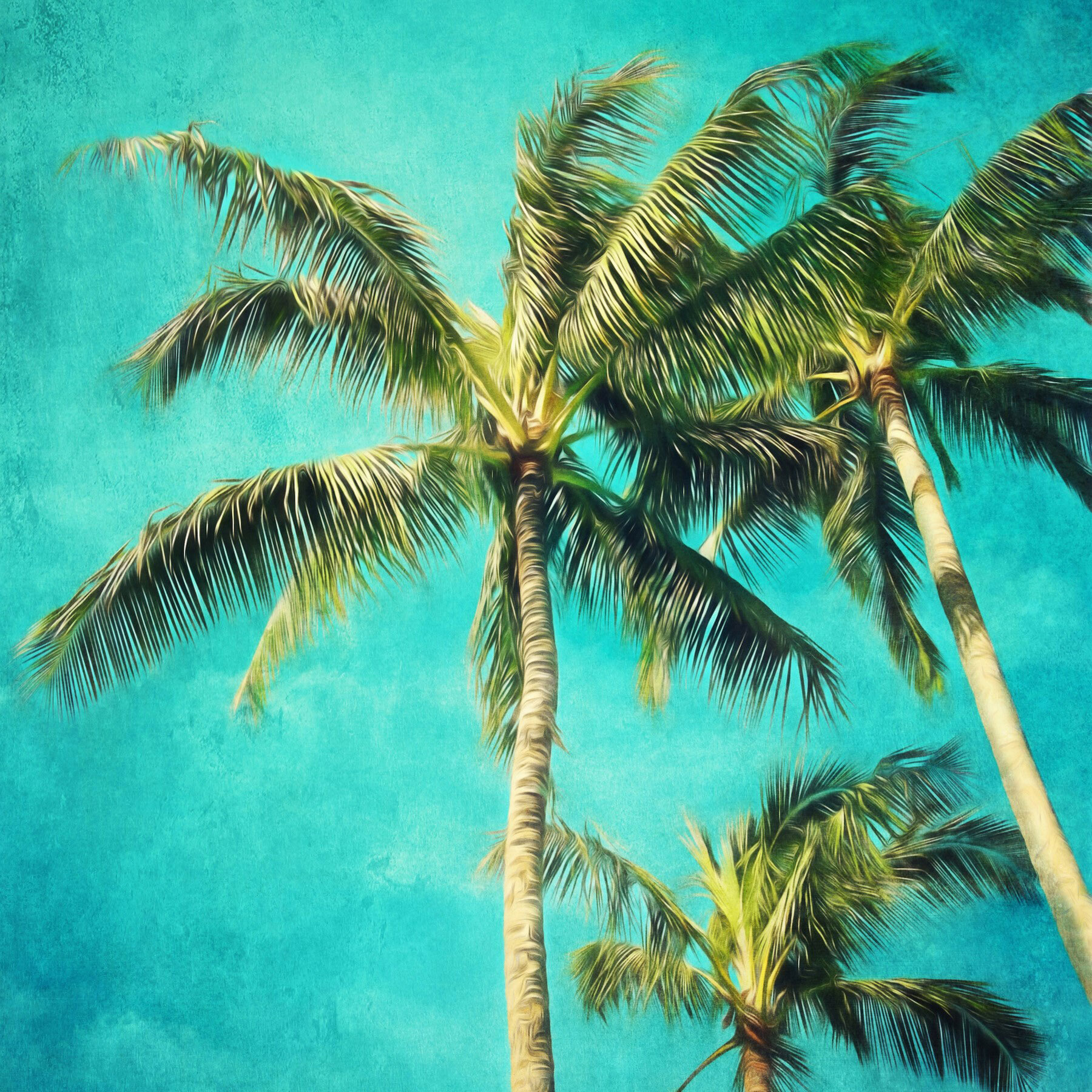 Picture on Canvas Gallery Wraps Palm Tree Photography