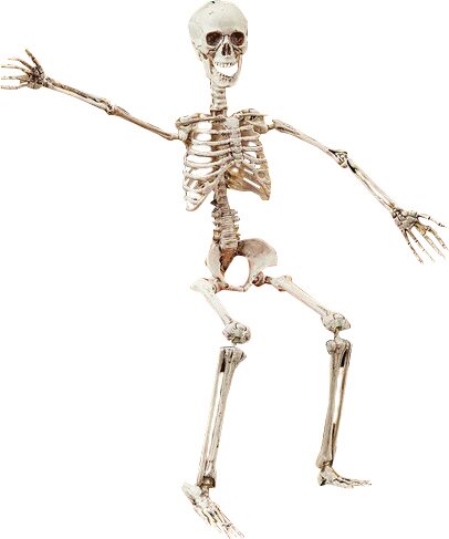Posable Skeleton Figurine by The Holiday Aisle