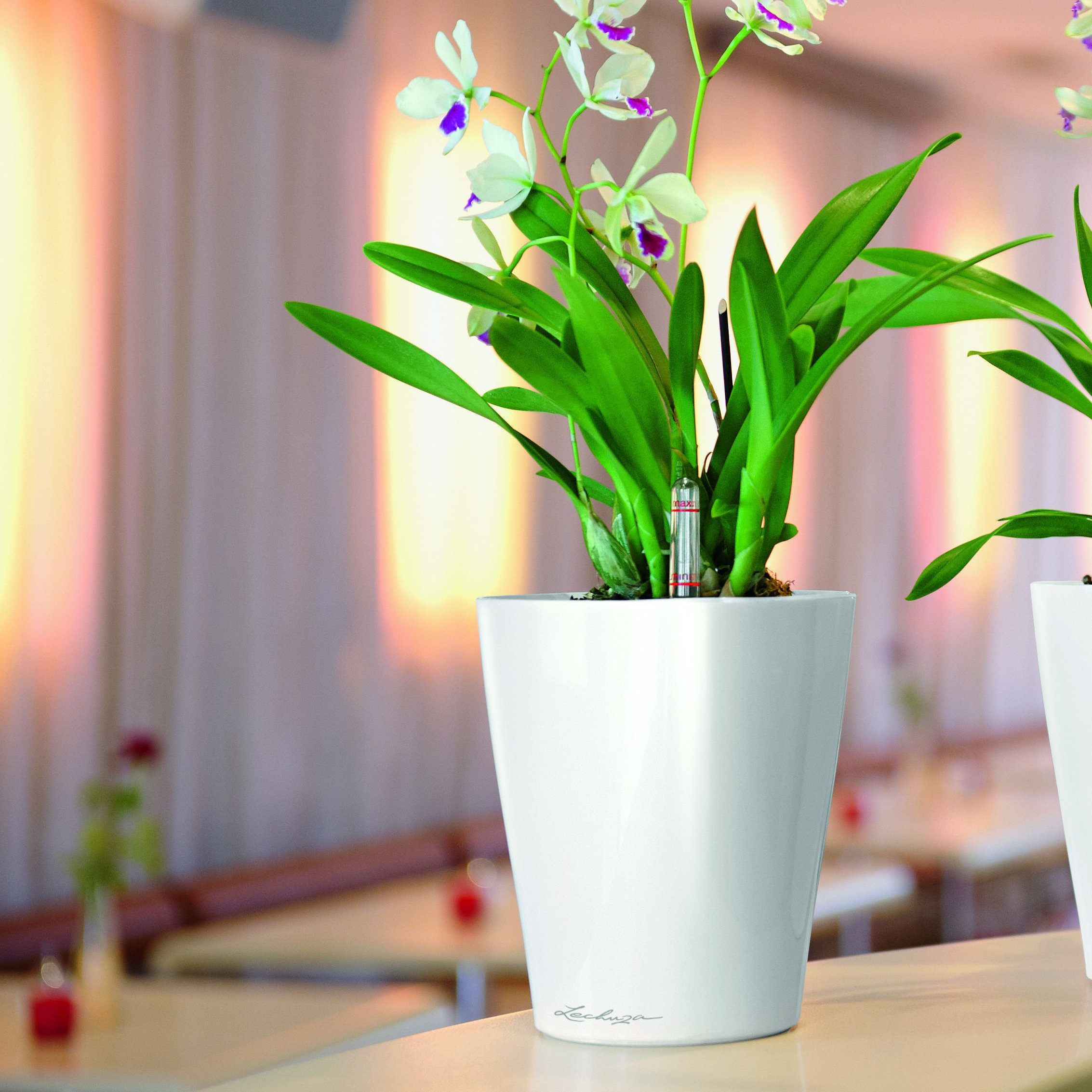 Flower pot Lechuza: review, types, features and reviews Flower pot Lechuza: review, types, features and reviews