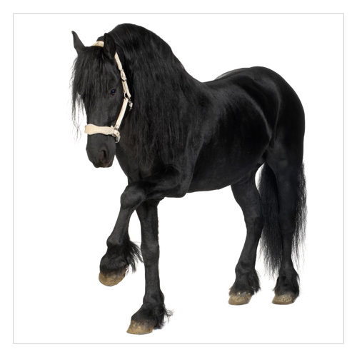 Friesian Mare 2.88m x 2.88m Textured Matte Peel & Stick Wall Mural East Urban Home