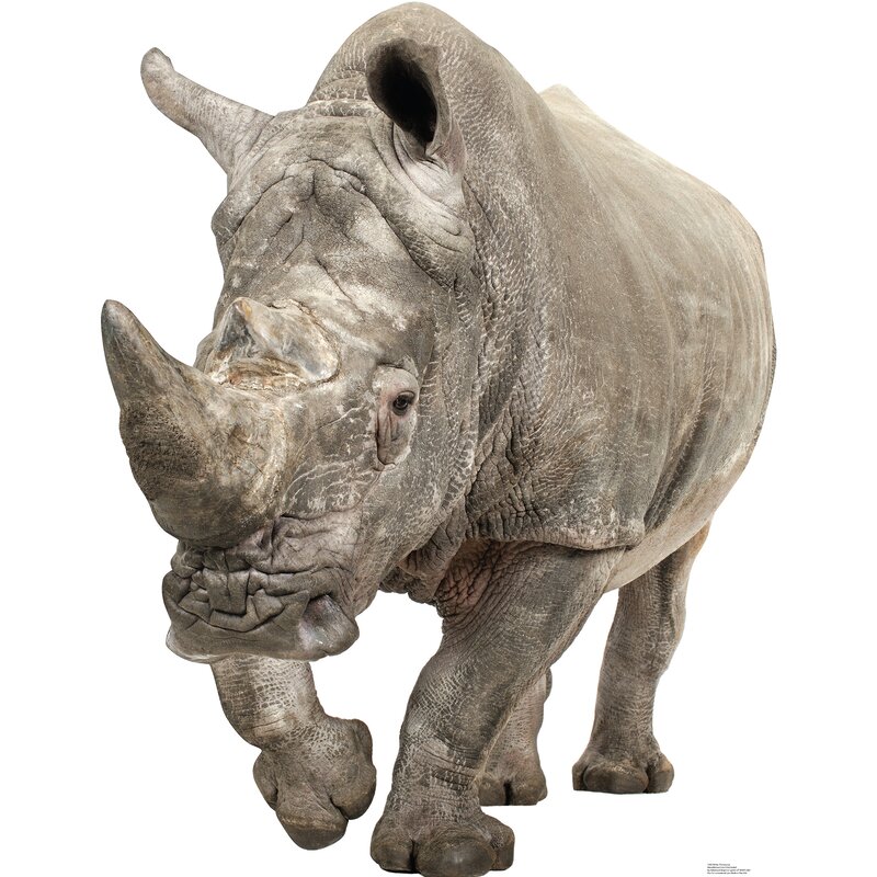 Advanced Graphics White Rhinoceros Cardboard Stand-Up | Wayfair