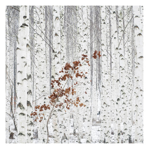 Birches in Autumn 2.4m x 2.4m Textured Matte Peel & Stick Mural East Urban Home