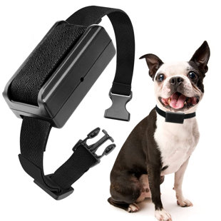 dog shock collar with base