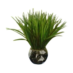 Grass in Mosaic Container (Set of 2)