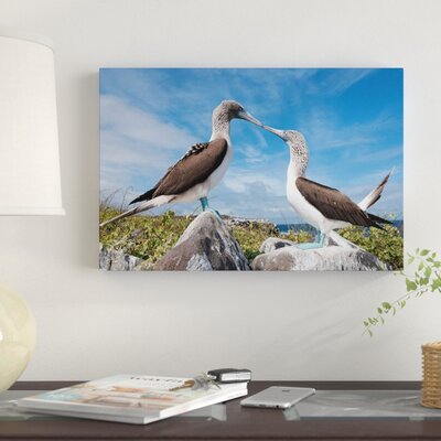 'Blue-Footed Booby Pair in Courtship Dance, Galapagos Islands, Ecuador Sequence 2 of 6' Photographic Print on Canvas East Urban Home Size: 12