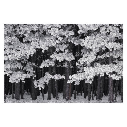 Forest with Hoarfrost in Austria 1.9m x 2.88m Textured Matte Peel & Stick Wall Mural East Urban Home