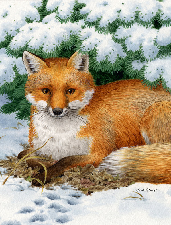 Caroline S Treasures Fox 2 Sided Polyester 40 X 28 In House Flag Wayfair