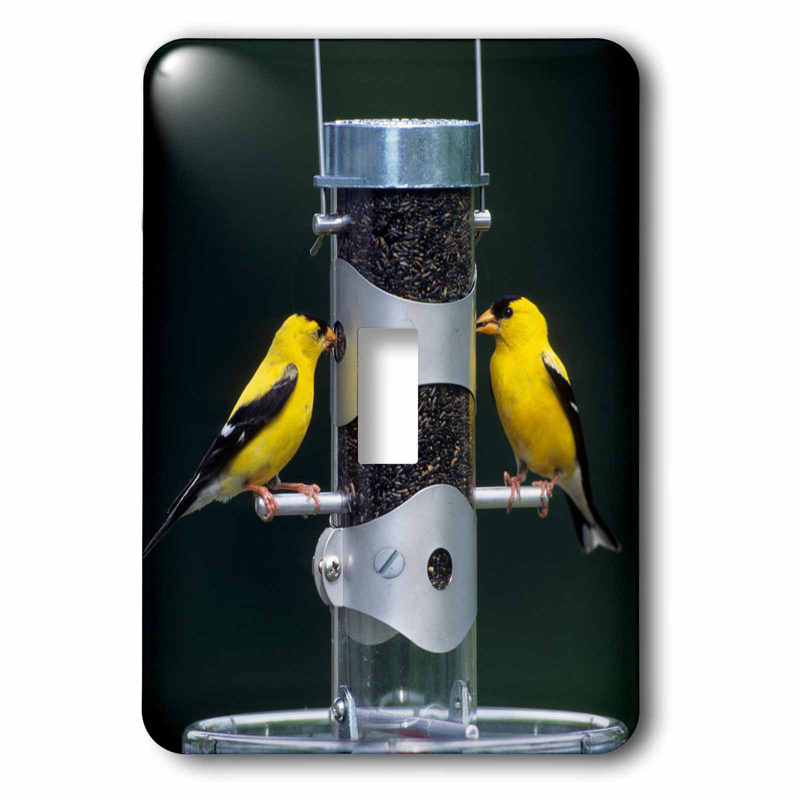 3drose American Finches Males 1 Gang Toggle Light Switch Wall Plate Wayfair
