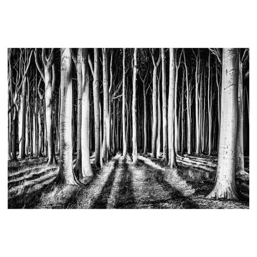 Ghost Forest 3.2m x 4.8m Textured Matt Peel & Stick Wall Mural East Urban Home
