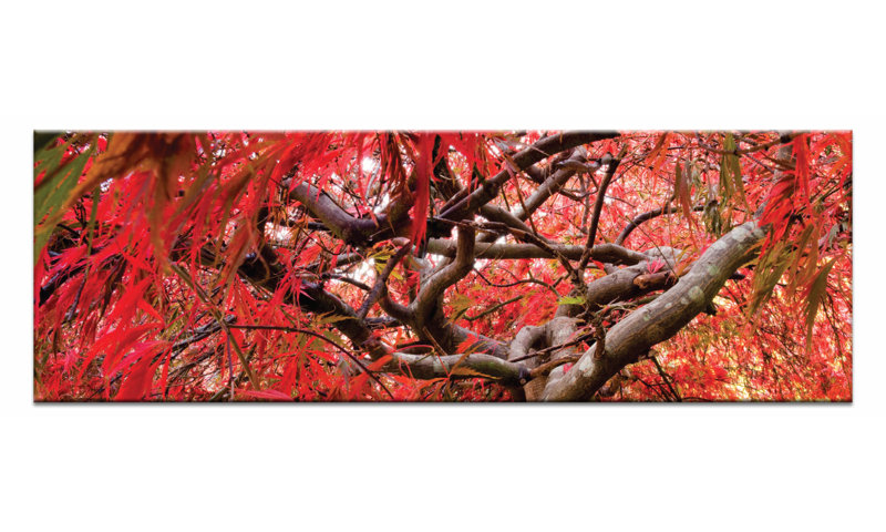 'Japanese Maple' Photographic Print