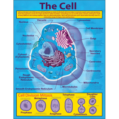 The Cell Chart Frank Schaffer PublicationsCarson Dellosa Publications
