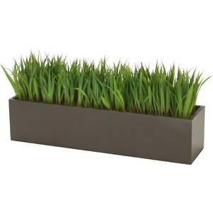 Grass in Rectangular Wood Planter