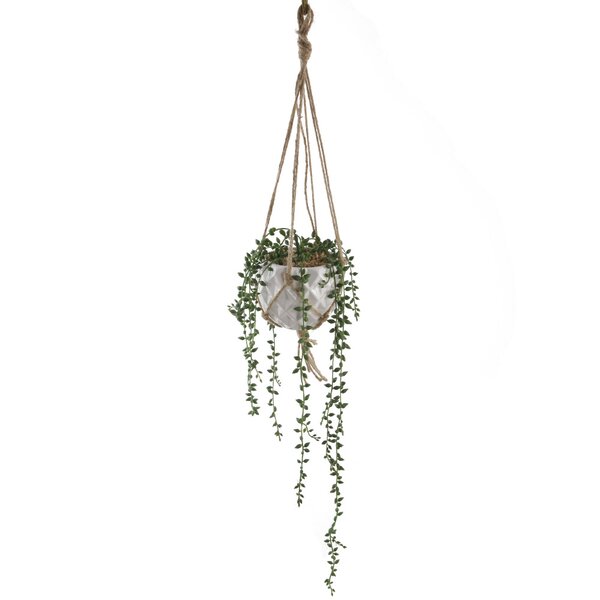 Ceramic Donkey Tails Hanging Succulent Plant by George Oliver