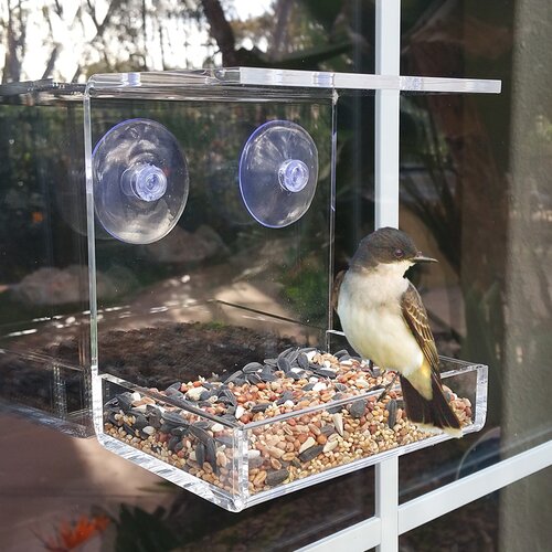 Tucker Murphy Pet Coria Seed Tray Bird Feeder Wayfair Ca