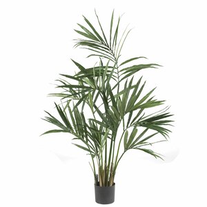 Kentia Palm Tree in Pot